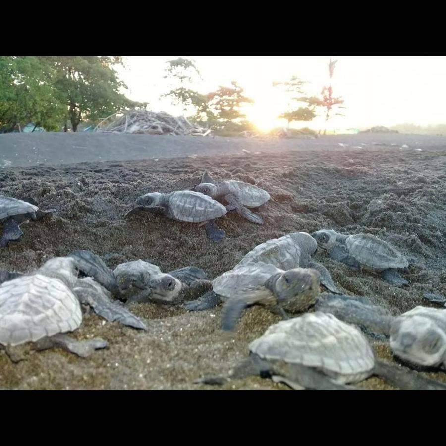 Villas Punta India Ostional Wildlife Refuge Екстер'єр фото